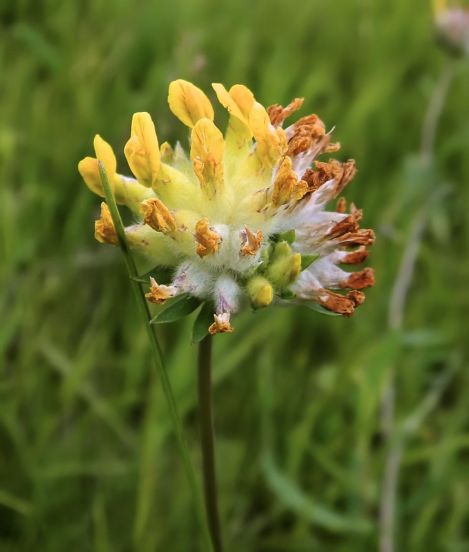 Image of Anthyllis vulneraria var. schiwereckii specimen.