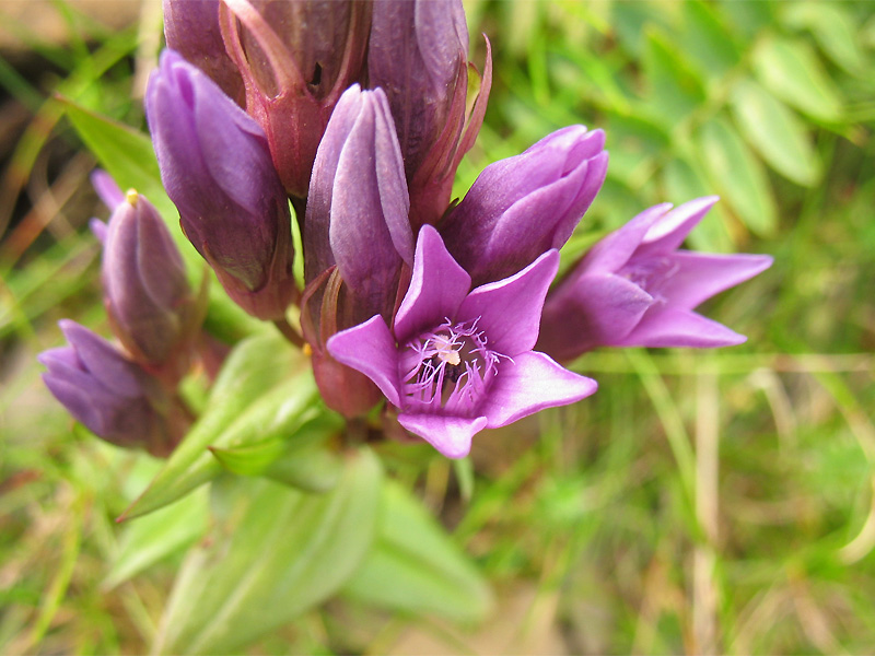 Изображение особи Gentianella carpatica.