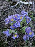 genus Pulsatilla