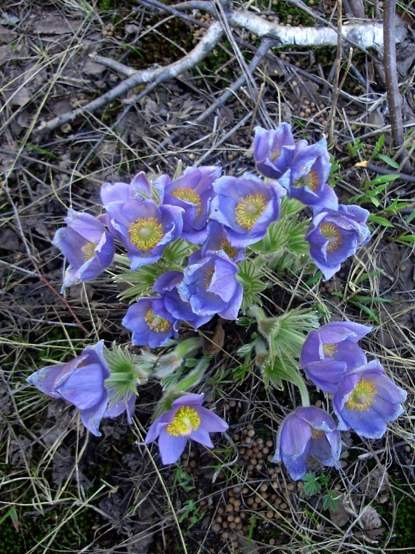 Изображение особи род Pulsatilla.