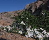 Rosa spinosissima. Цветущие растения. Казахстан, Карагандинская обл., Жанааркинский р-н, горы Актау, под отвесной гранитной скалой. 16 мая 2010 г.