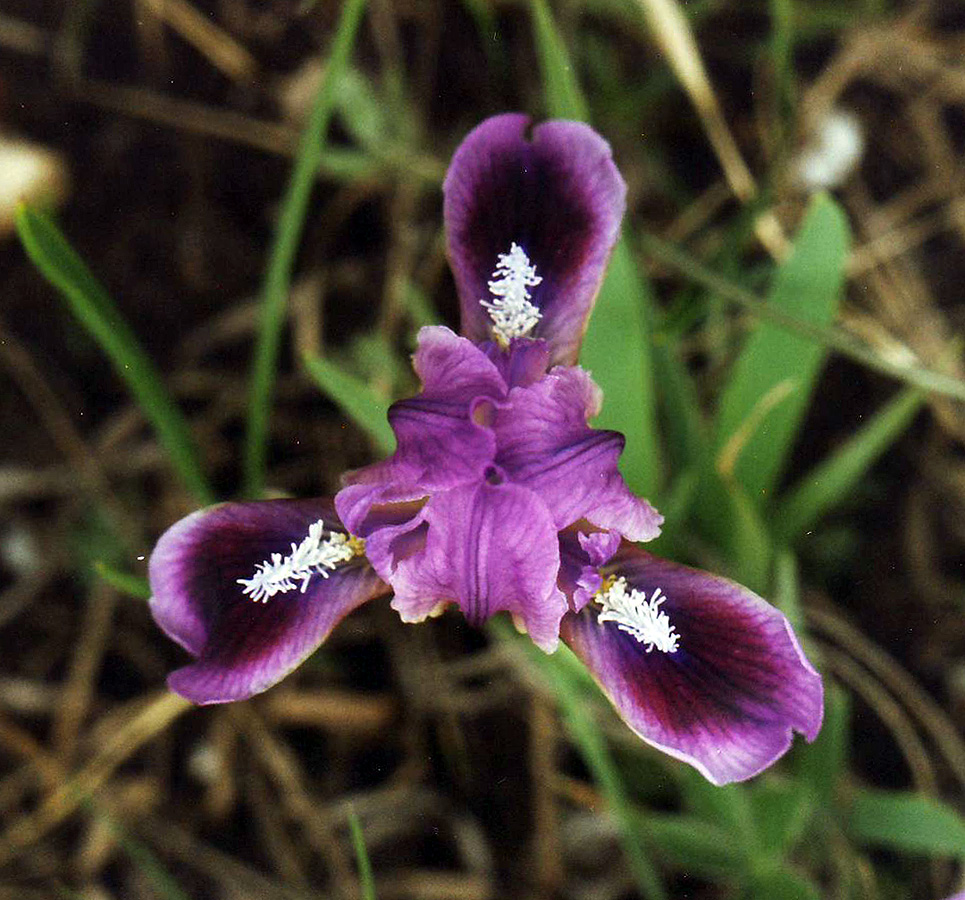 Image of Iris pumila specimen.