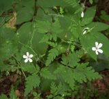 Geranium robertianum