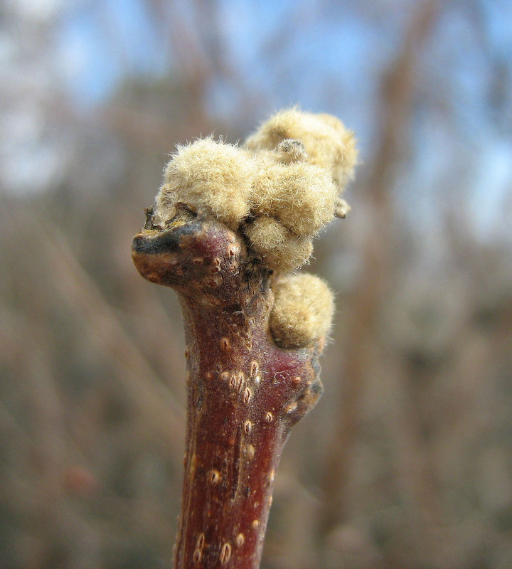 Image of Rhus coriaria specimen.