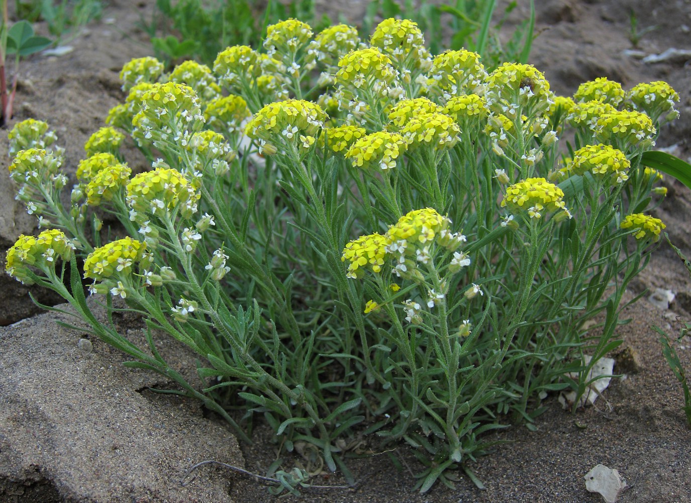 Изображение особи Alyssum lenense.