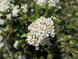 Pyracantha coccinea