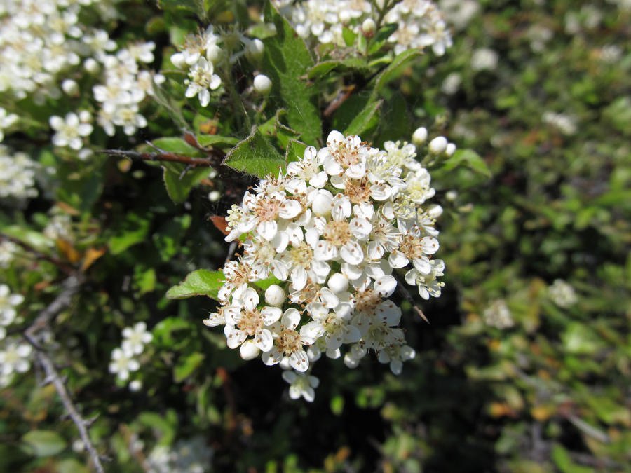 Image of Pyracantha coccinea specimen.