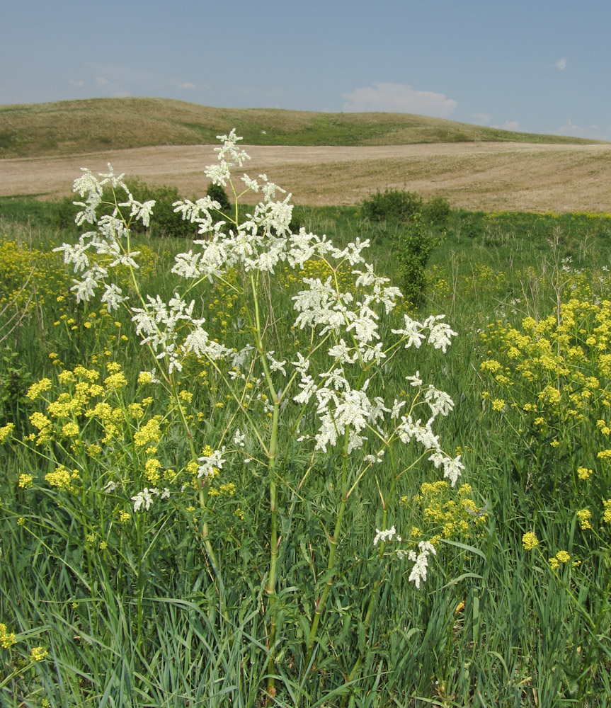 Изображение особи Aconogonon alpinum.