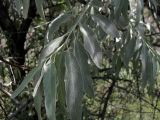 Elaeagnus angustifolia. Побег. Украина, Луганская обл., в степи. Июнь 2012 г.