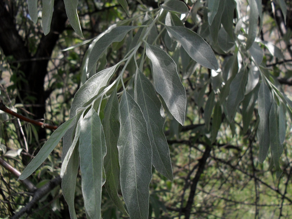 Image of Elaeagnus angustifolia specimen.