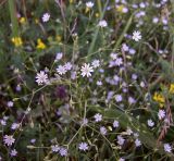 Stellaria graminea