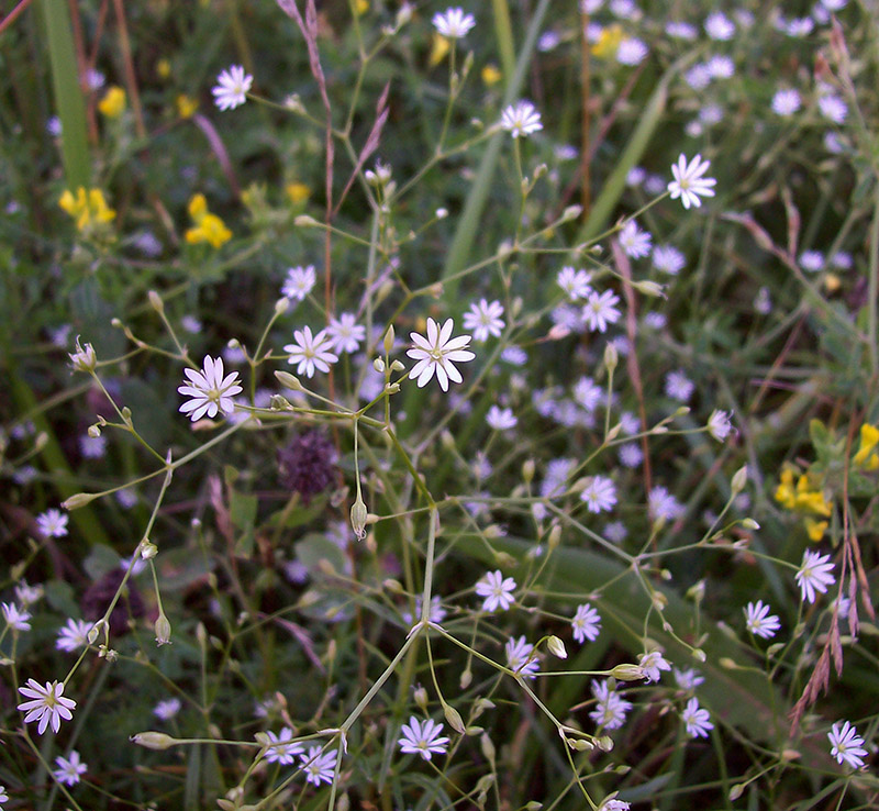 Изображение особи Stellaria graminea.