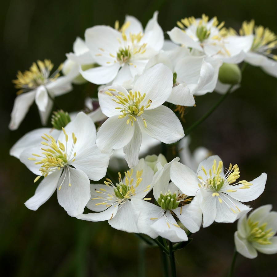 Изображение особи Thalictrum tuberosum.