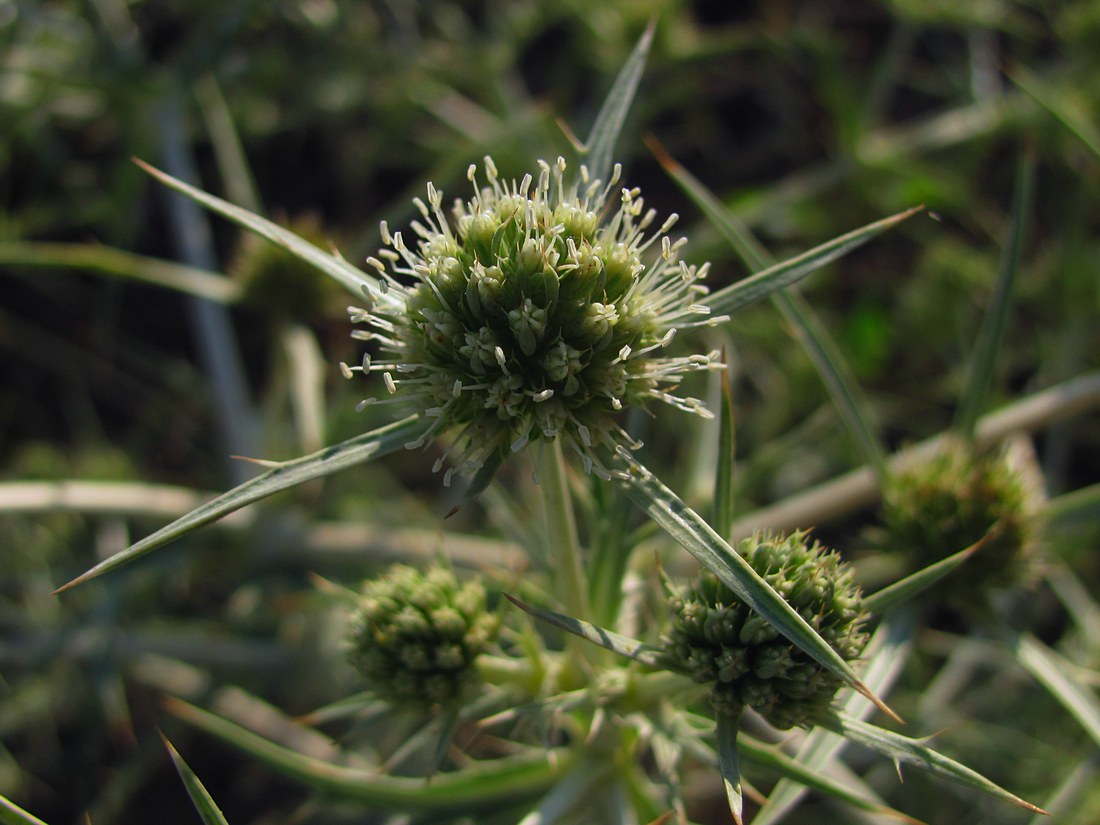 Изображение особи Eryngium campestre.