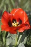 Tulipa greigii