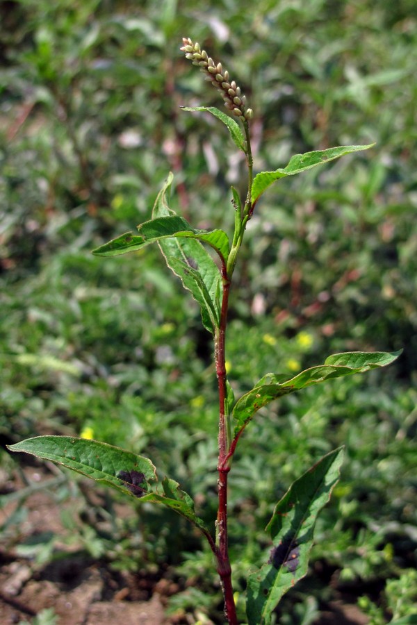 Image of Persicaria &times; lenticularis specimen.