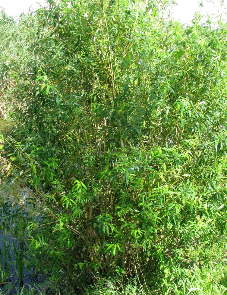 Изображение особи Salix &times; alopecuroides.