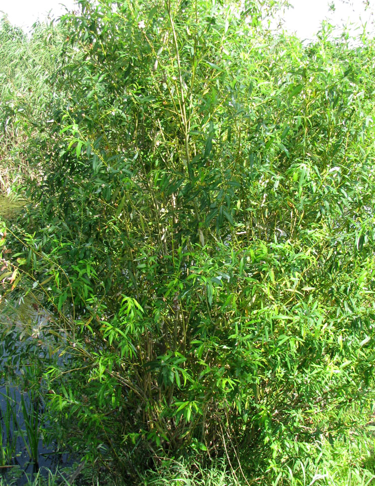 Image of Salix &times; alopecuroides specimen.