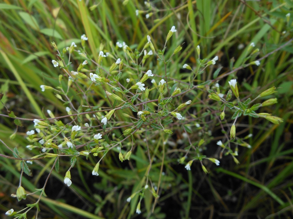 Image of Omphalothrix longipes specimen.