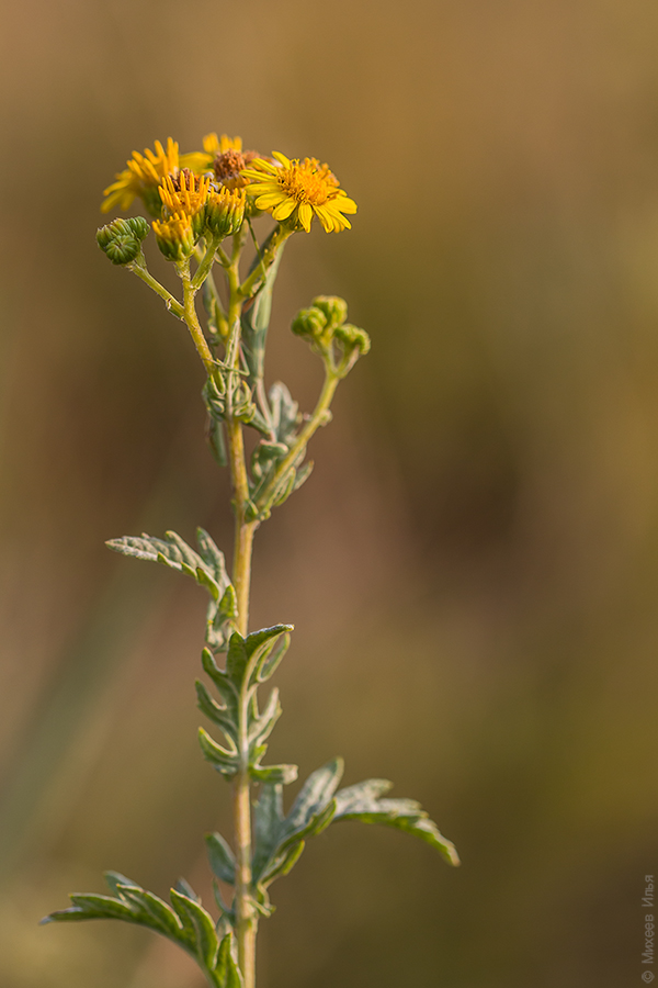 Image of Senecio grandidentatus specimen.