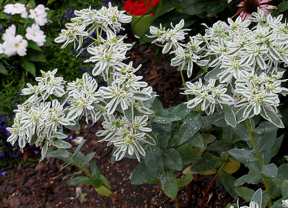 Изображение особи Euphorbia marginata.