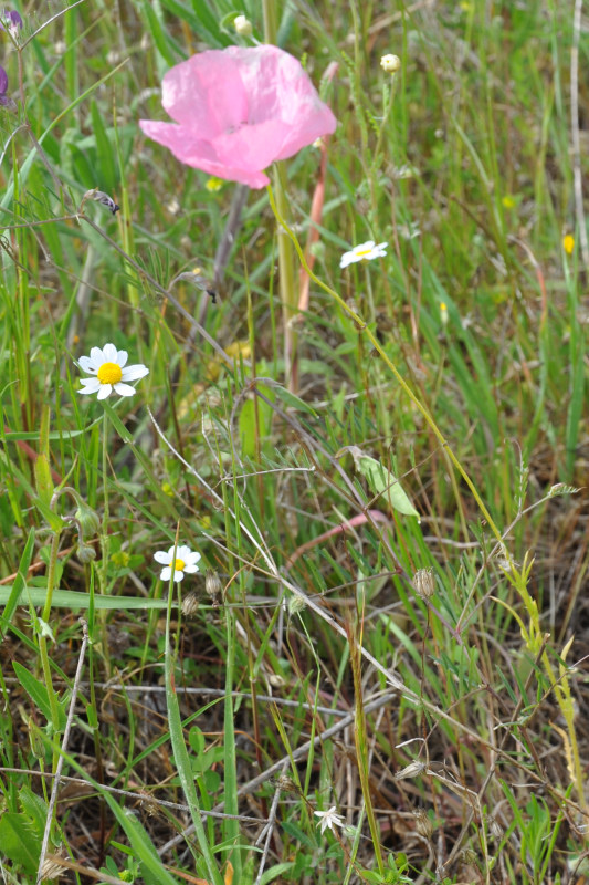 Image of Papaver lecoqii specimen.