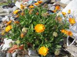 Calendula officinalis. Цветущее растение на свалке. Окр. Томска, 2 октября 2012 г.