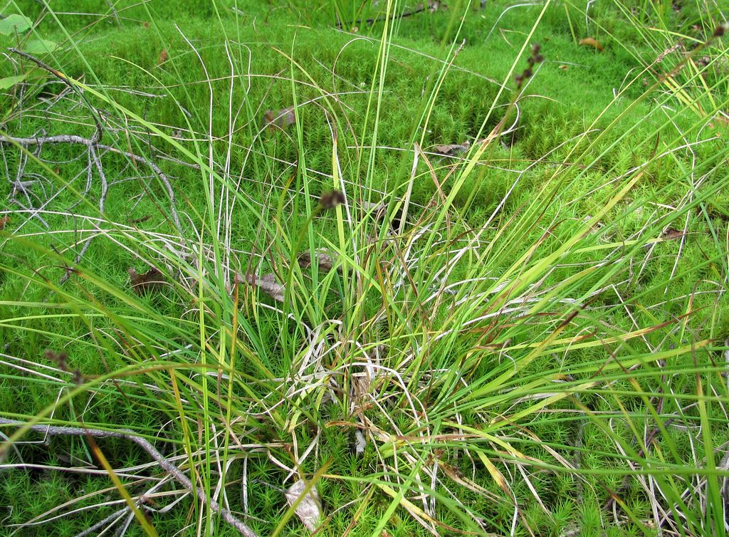 Изображение особи Carex brunnescens.