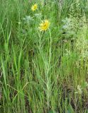 Tragopogon dubius подвид desertorum. Цветущие растения. Ростовская обл., Каменский р-н, окр. пос. Глубокий. 15.05.2012.