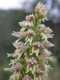 Orchis galilaea. Соцветие. Israel, Judean Mountains. 15.03.2006.