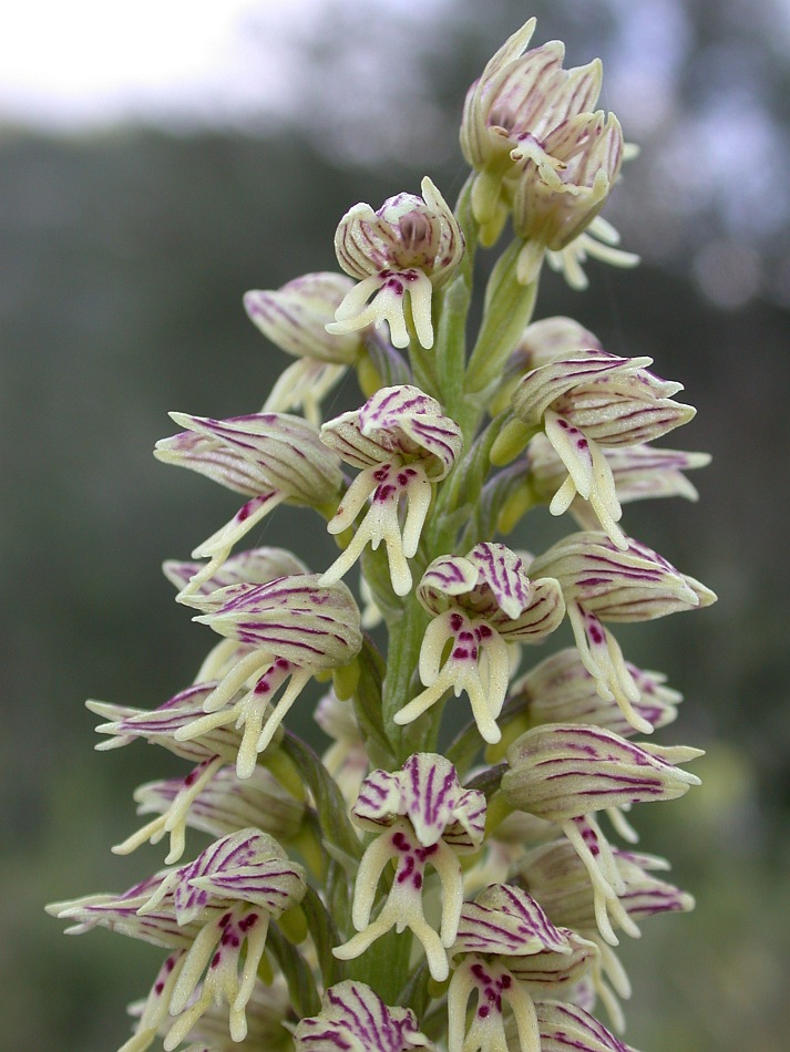 Image of Orchis galilaea specimen.