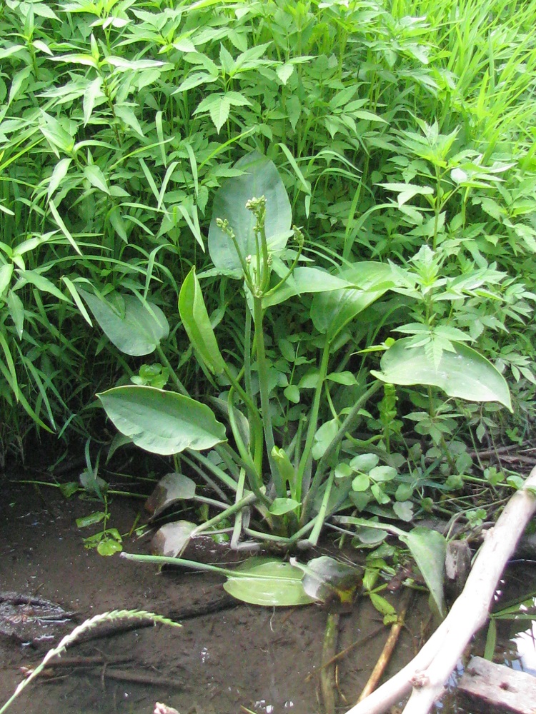 Image of Alisma plantago-aquatica specimen.