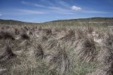 Neotrinia splendens. Растения с перезимовавшими мёртвыми листьями и побегами на засолённой почве. Иркутская область, Ольхонский район, Тажеранская степь, окр. оз. Холбо-Нур. 10.06.2012.