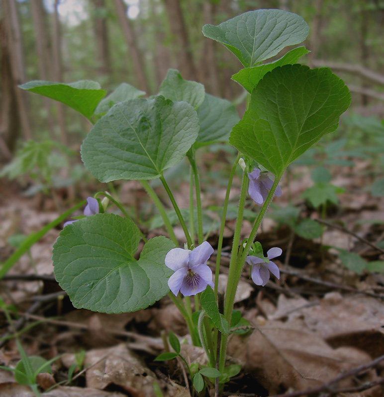 Image of Viola mirabilis specimen.