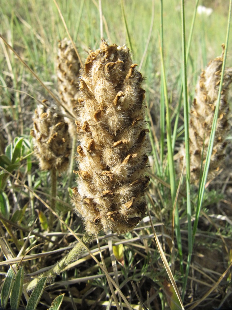 Image of Astragalus lupulinus specimen.