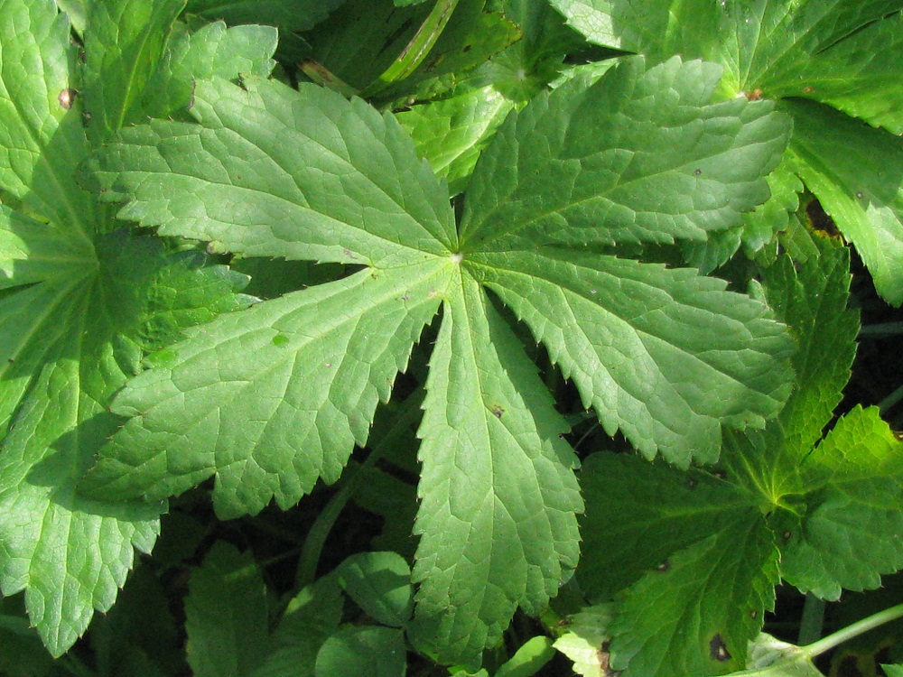 Image of Astrantia major specimen.