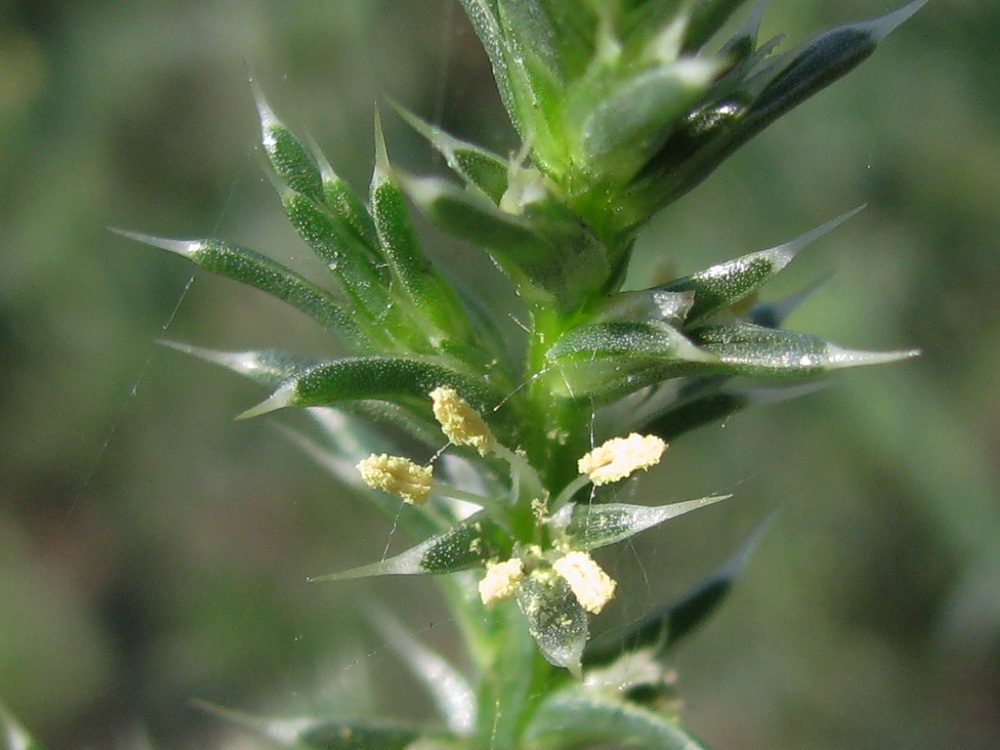 Image of Salsola tragus specimen.