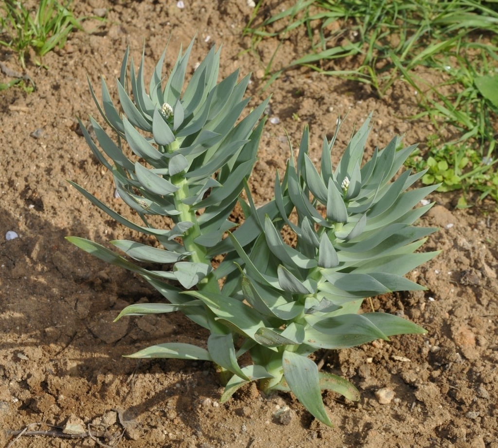 Image of Fritillaria persica specimen.