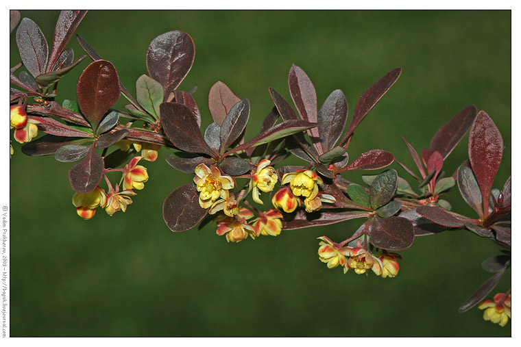 Изображение особи Berberis thunbergii.