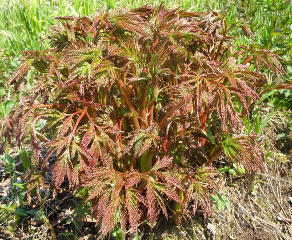 Image of Aruncus dioicus specimen.