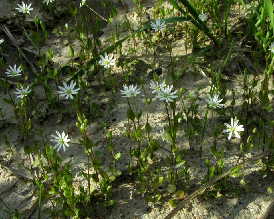 Изображение особи Stellaria crassifolia.