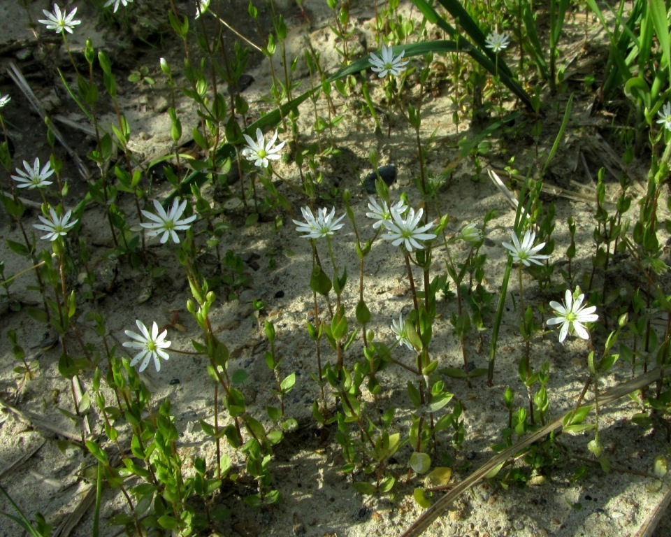 Image of Stellaria crassifolia specimen.