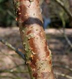 Chionanthus retusus