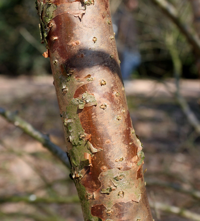 Изображение особи Chionanthus retusus.