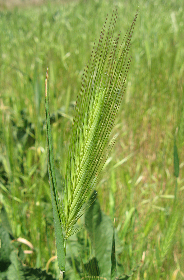 Изображение особи Hordeum leporinum.