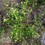 Viola tricolor