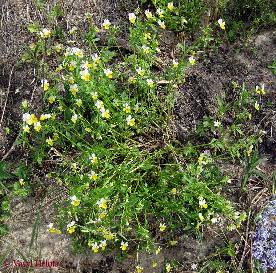 Изображение особи Viola tricolor.