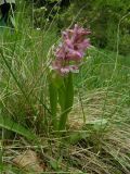 Dactylorhiza sambucina