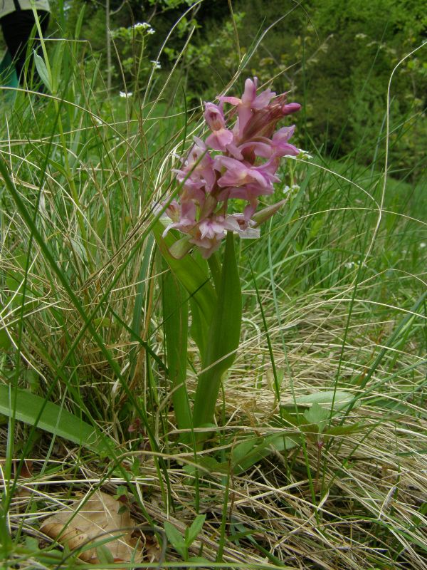 Изображение особи Dactylorhiza sambucina.