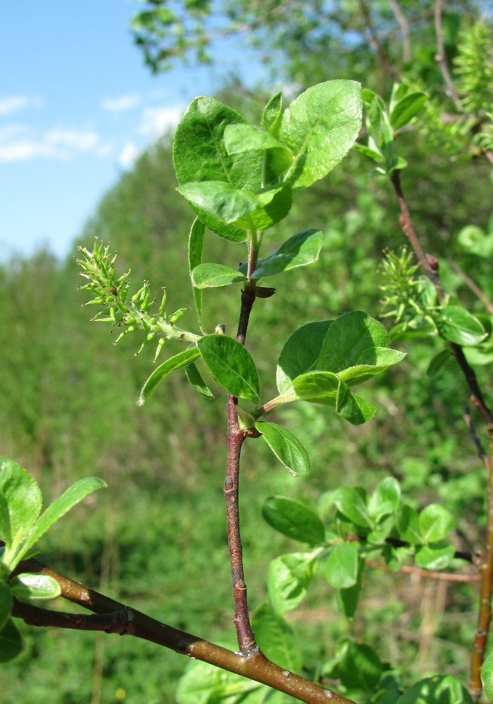 Image of Salix myrsinifolia specimen.